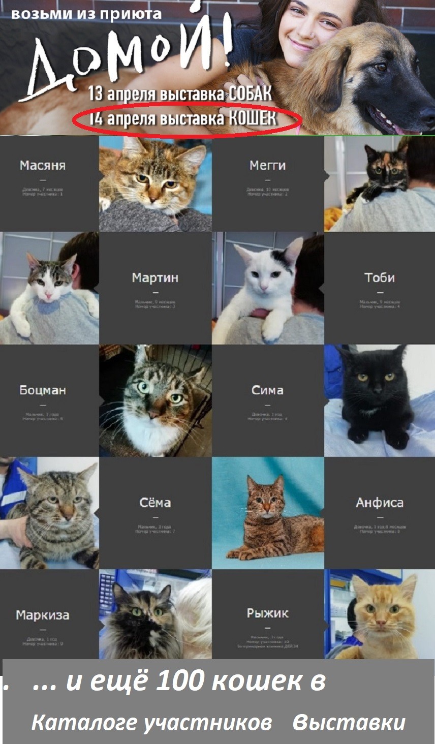 CATалог кошек - участниц выставки ДОМОЙ! 