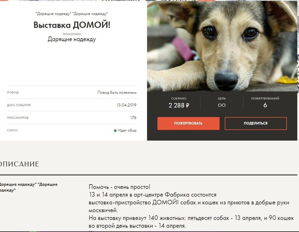 Помогаем собакам и кошкам из приютов обрести дом!