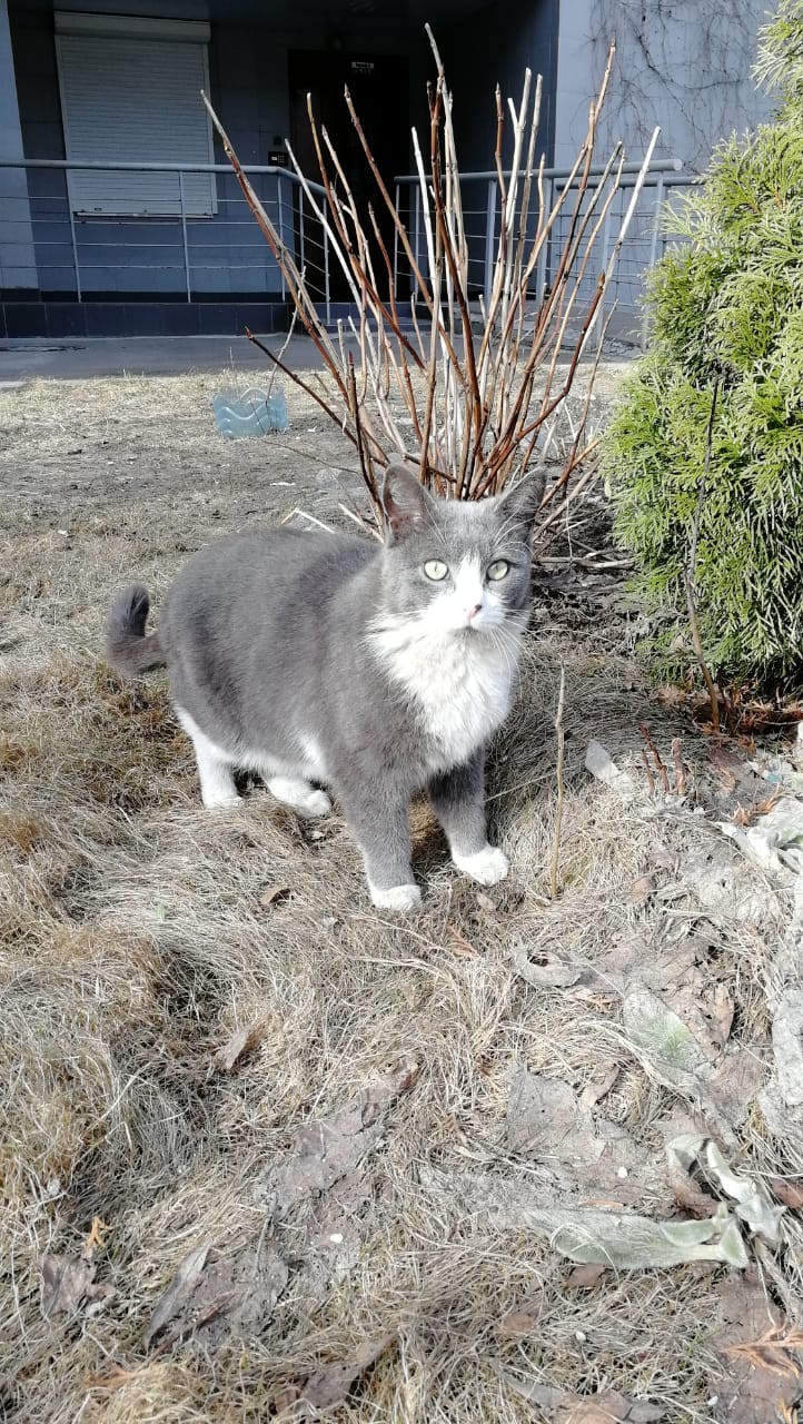 Грей