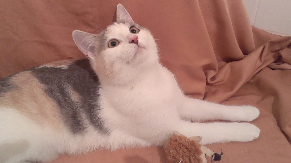 Молли