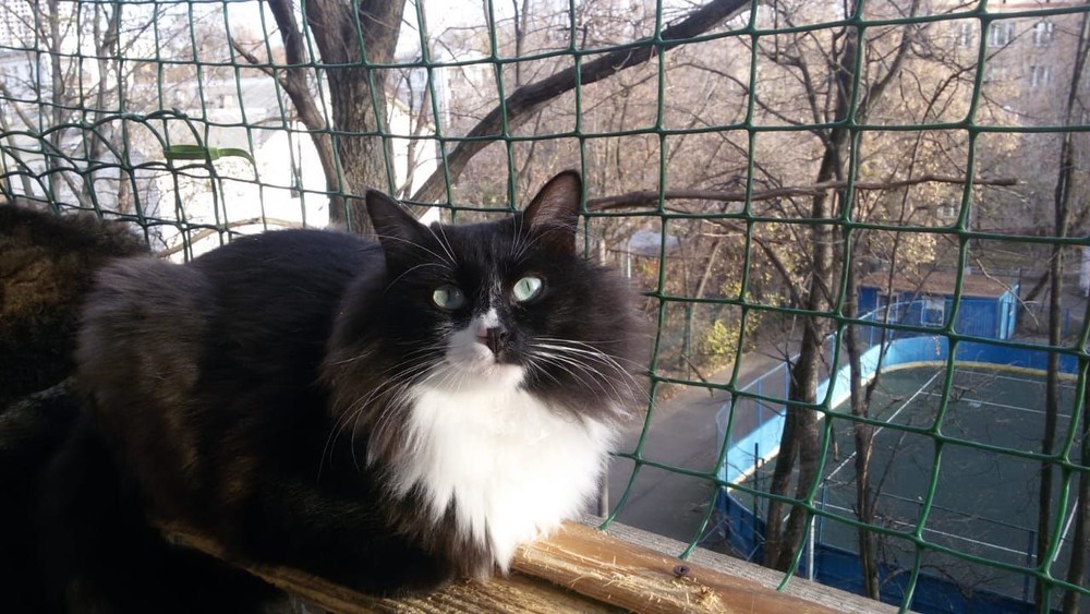 Макс