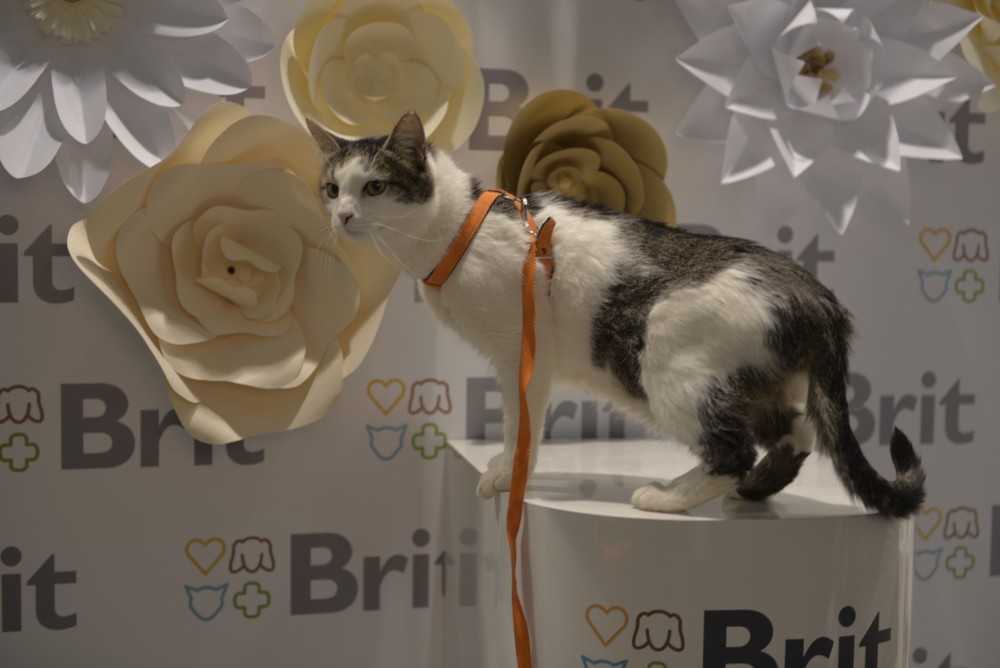 Котя