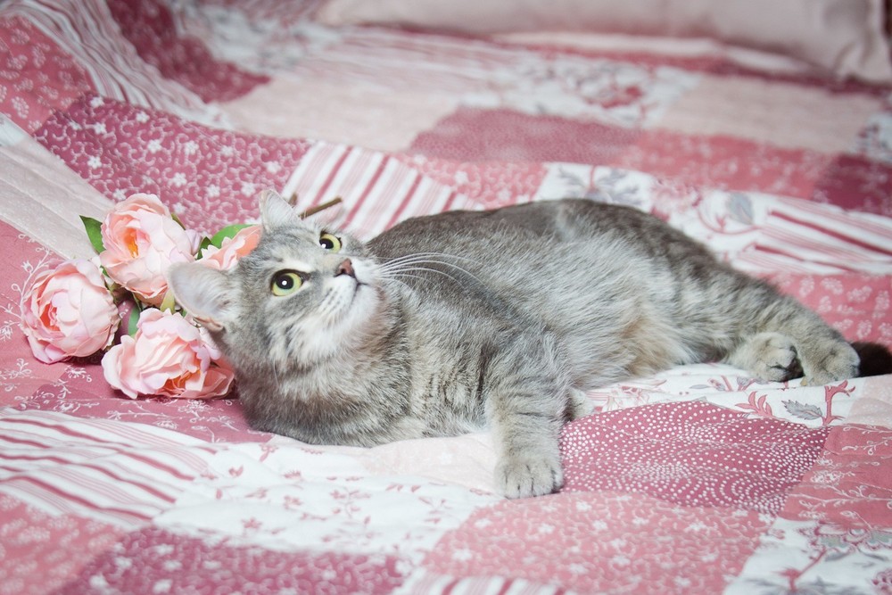 Милана