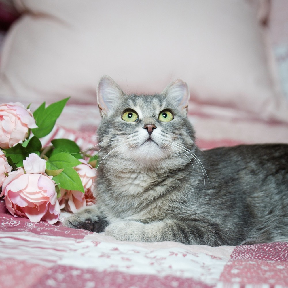 Милана