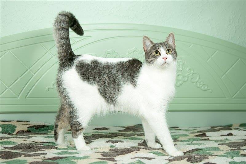 Кэнди