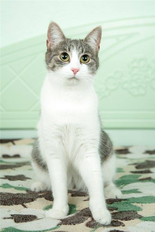 Кэнди