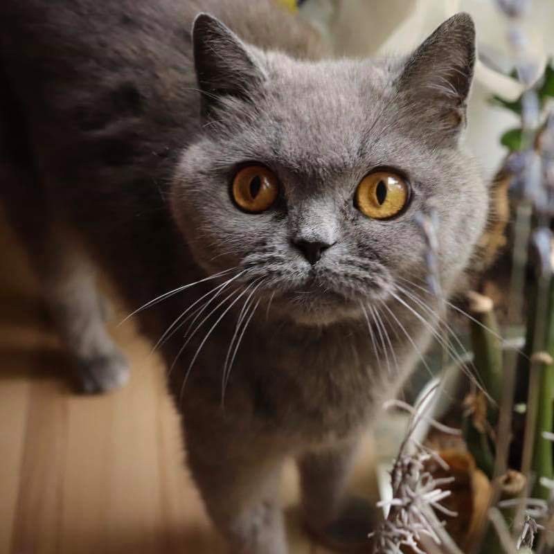 Лилу
