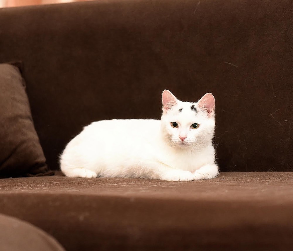 Лаки