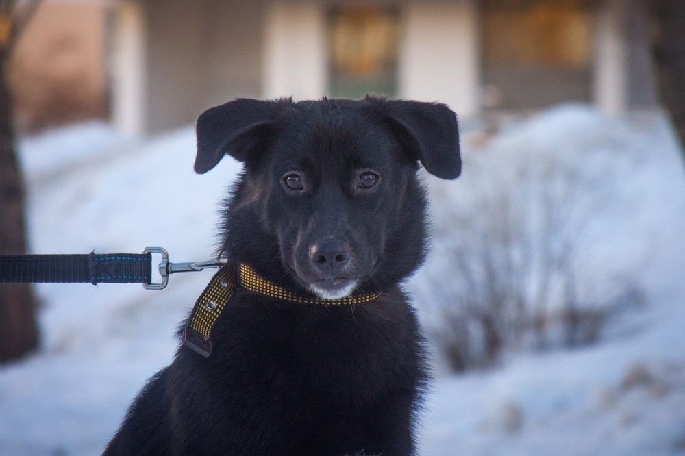 Твикс