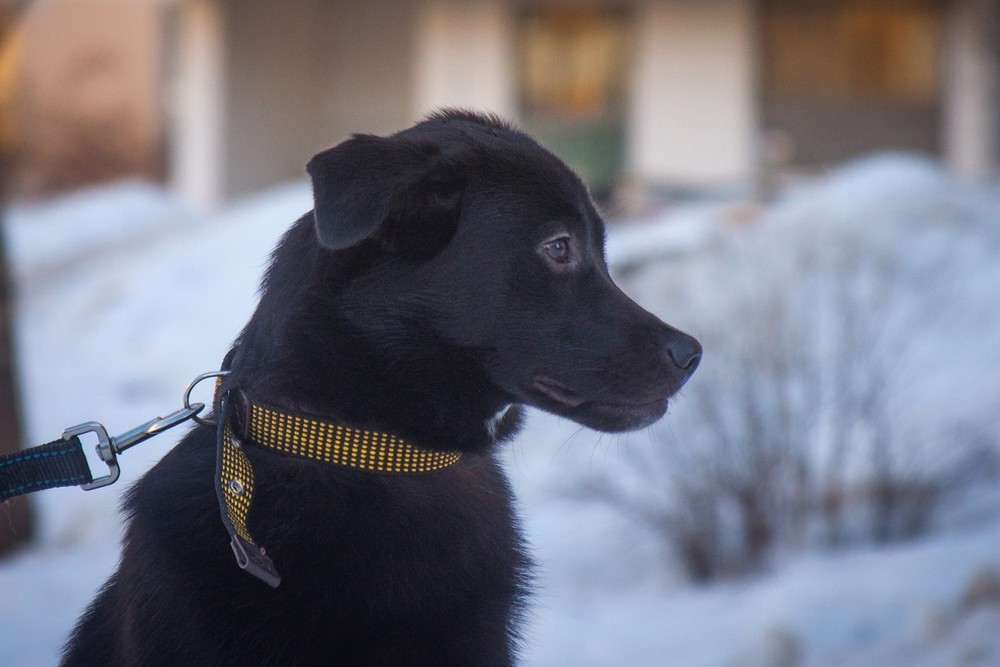 Твикс