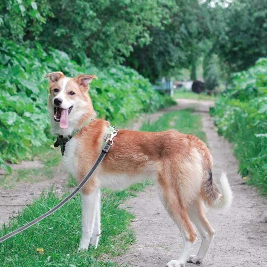 Тоша