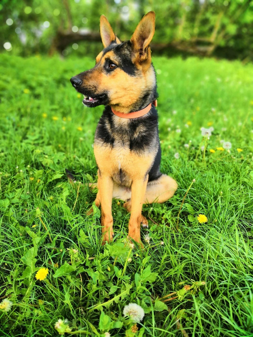 Марсик