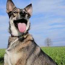 Герда