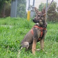 Аврора