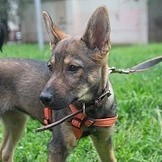 Аврора