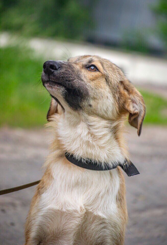 Филимон