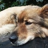 Борзик