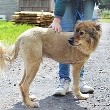Борзик