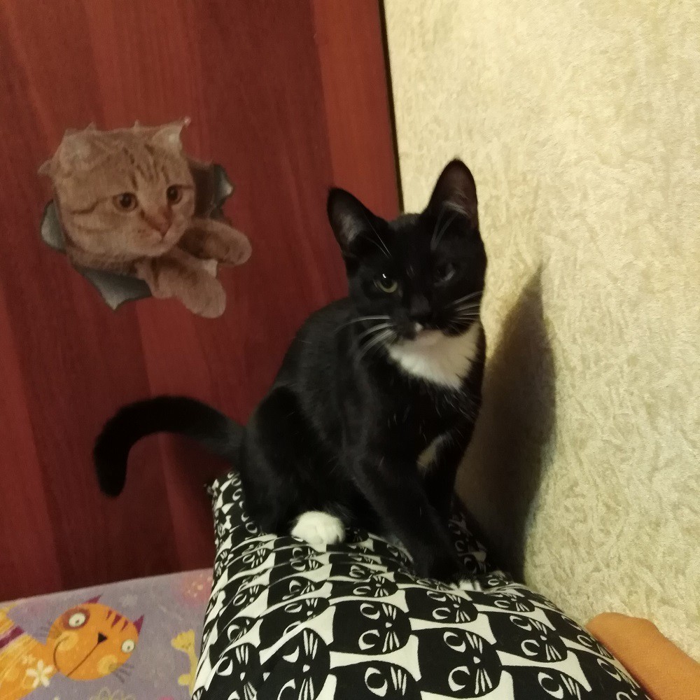 Софи