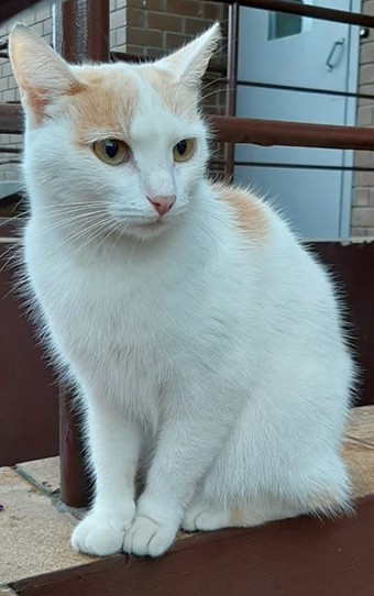 Алиса
