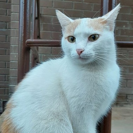 Алиса