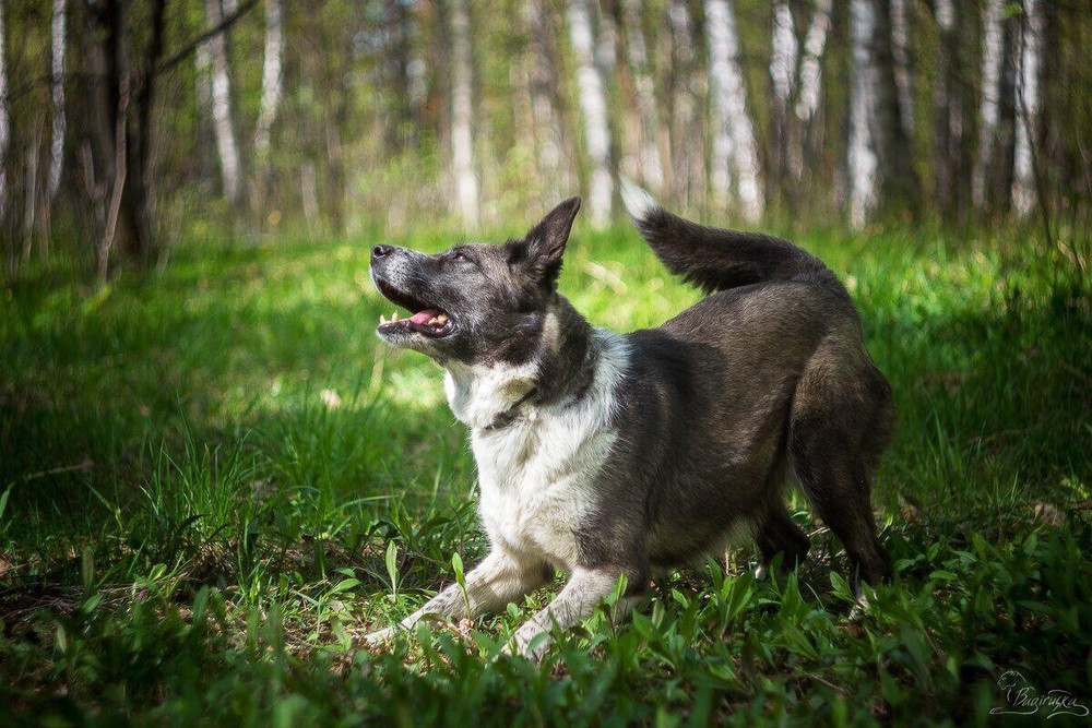 Лада