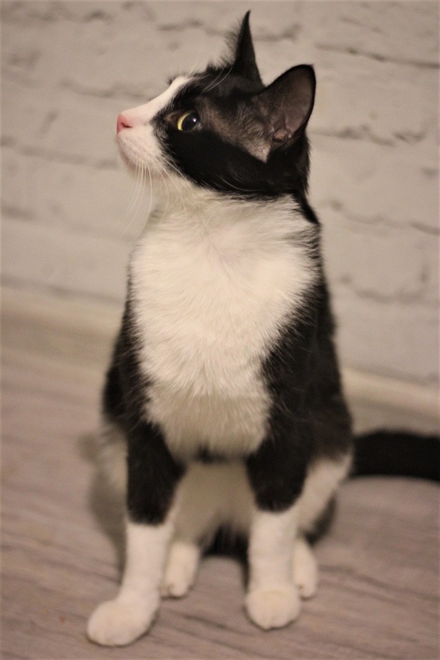 Лордик