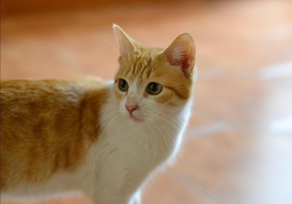 Милана