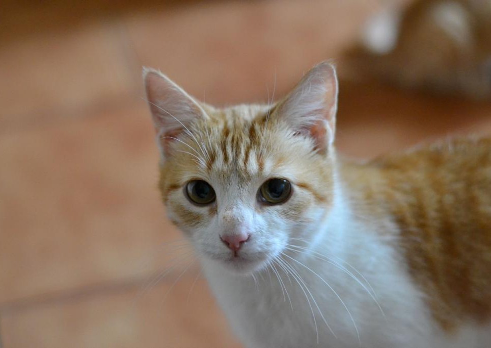 Милана