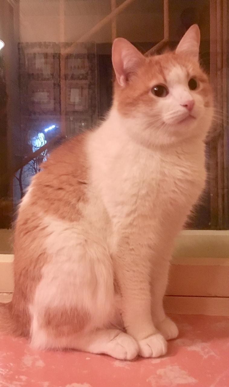 Бонифаций