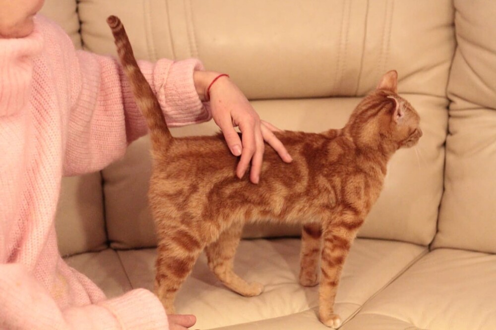 Котэша