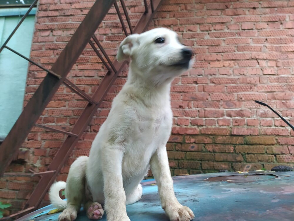 Кокос