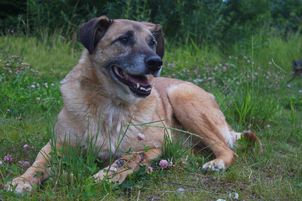 Боб