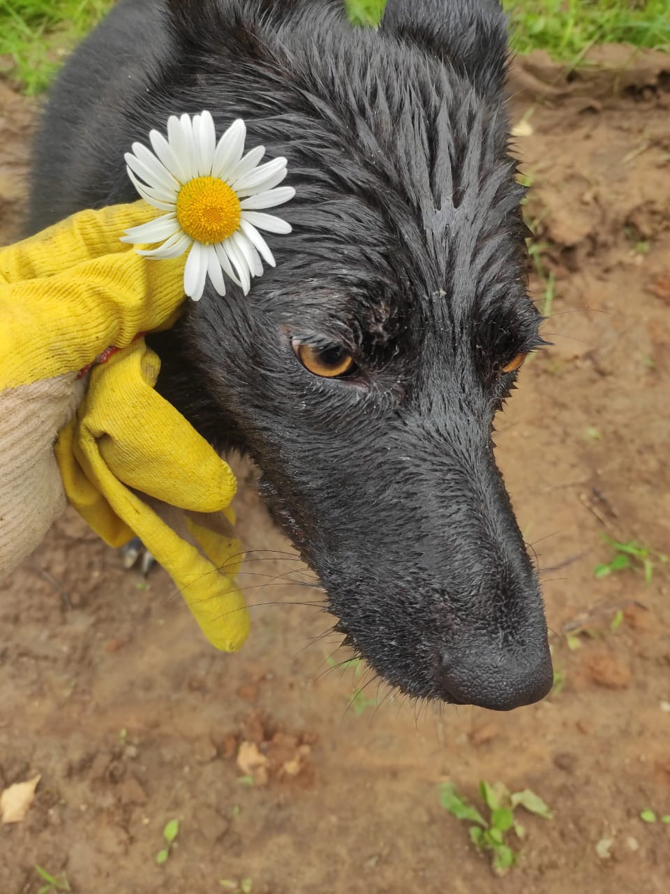 Оливка