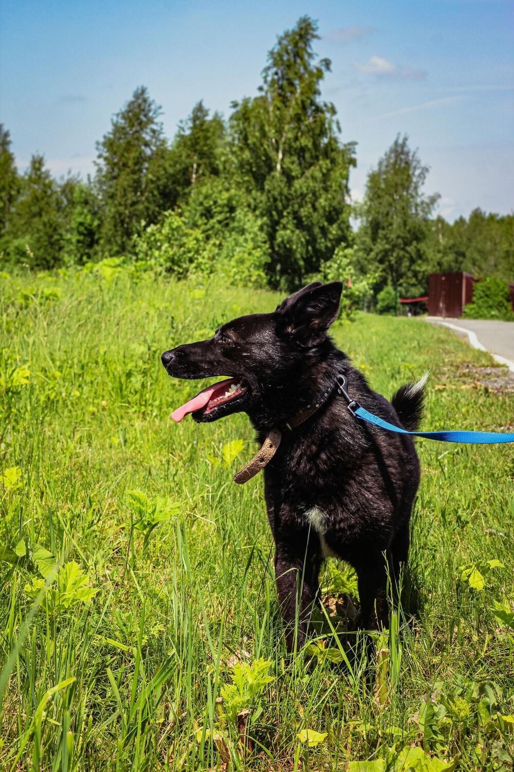 Оливка