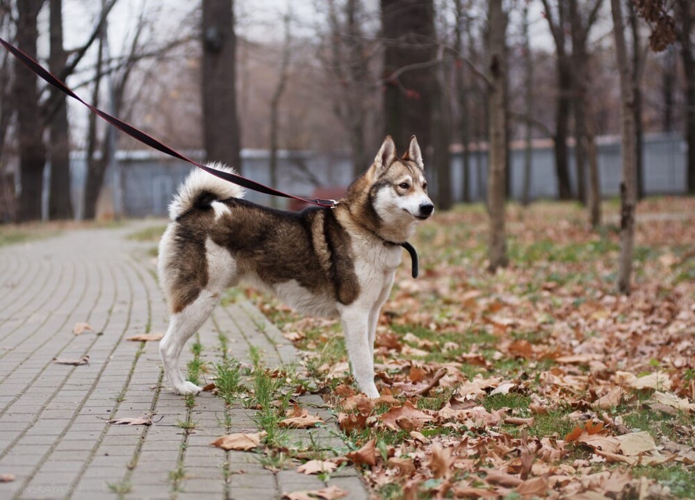 Север