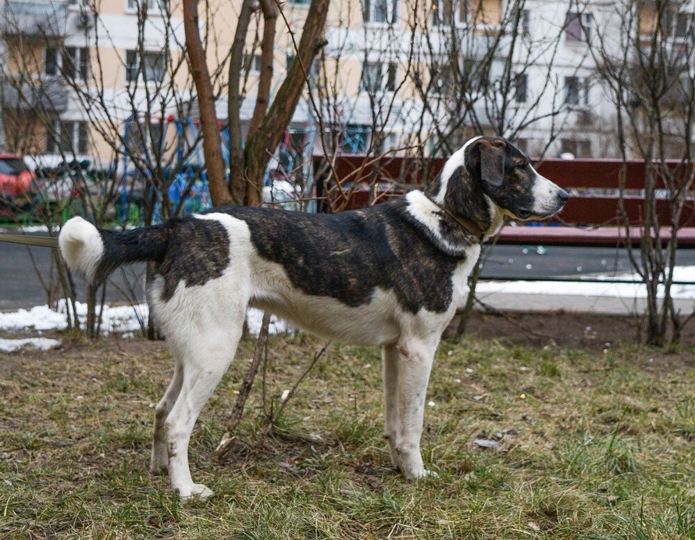 Фрося