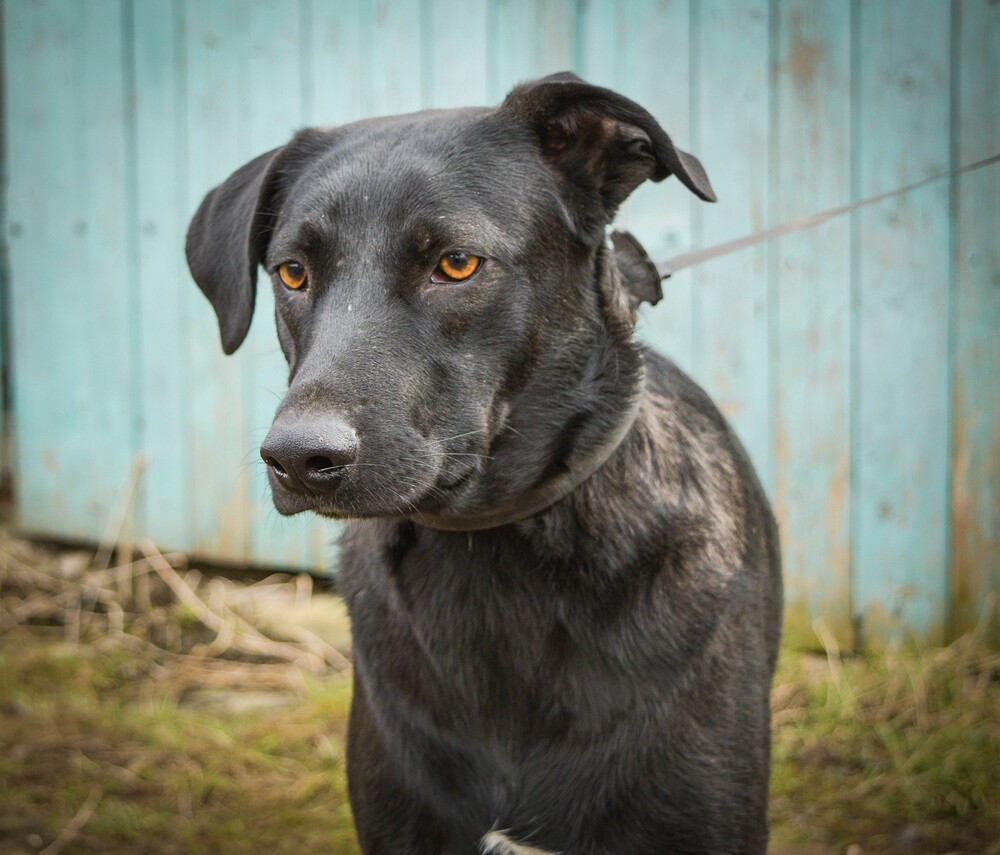 Честер