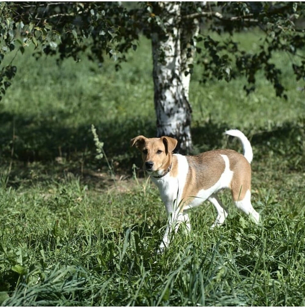 Марли