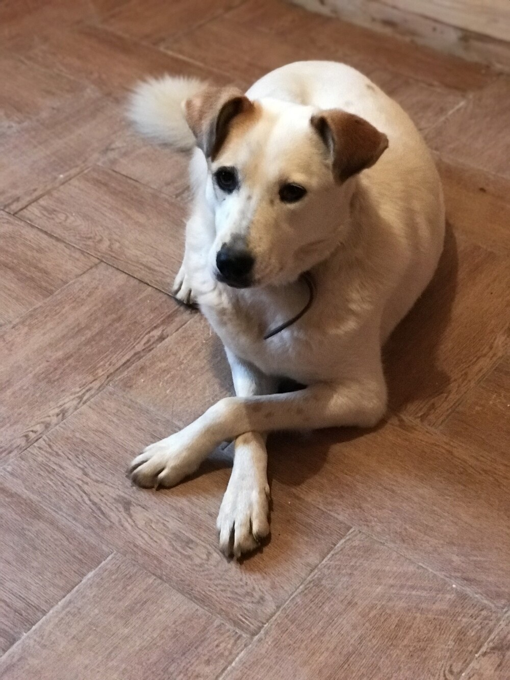 Лима