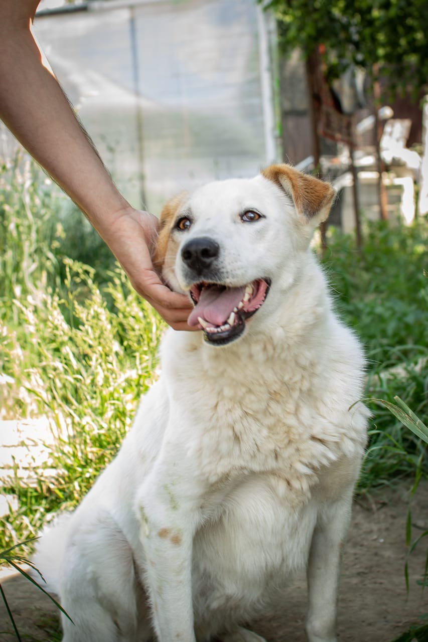 Лима