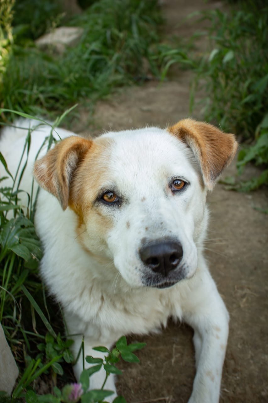 Лима