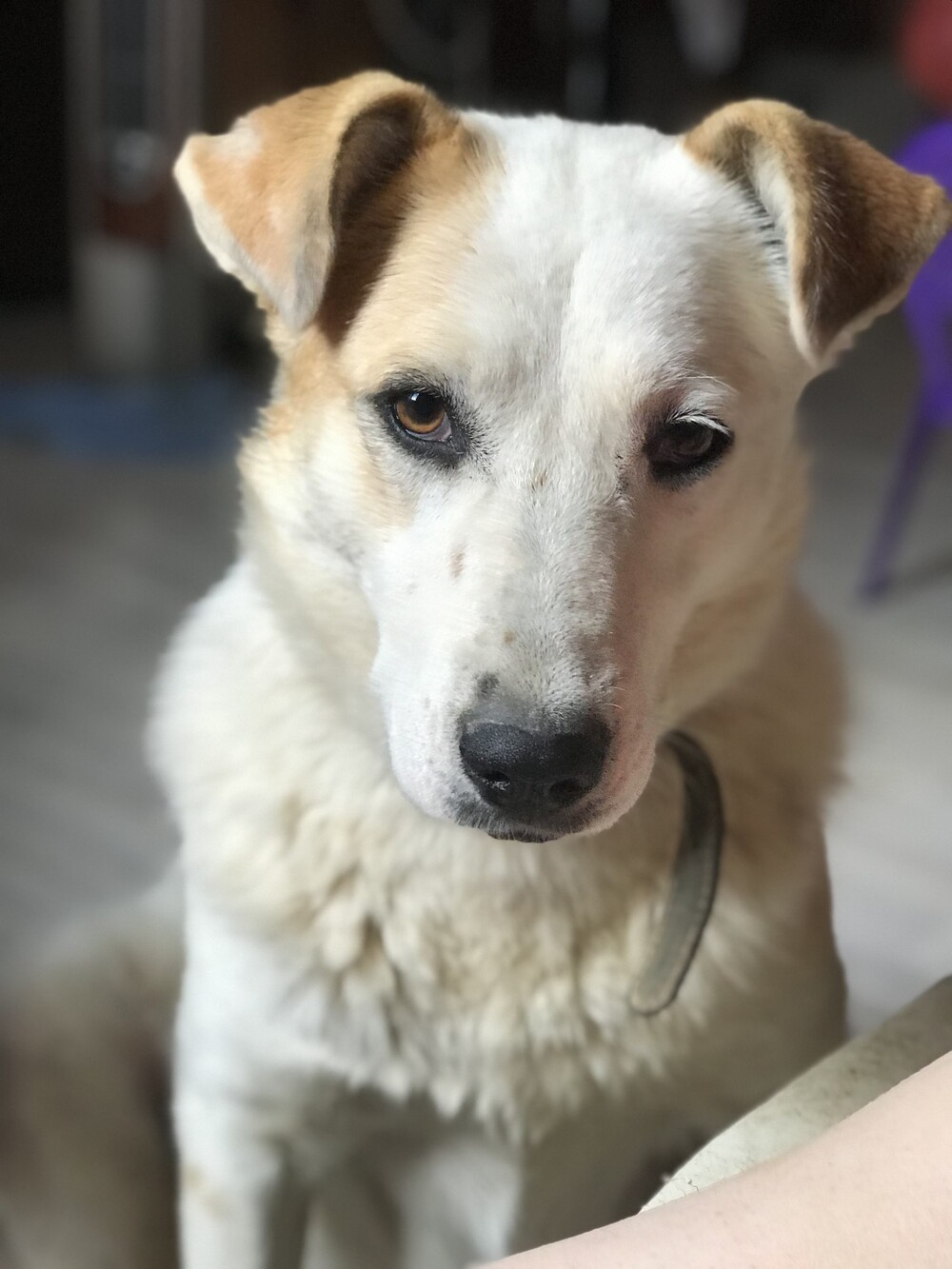 Лима