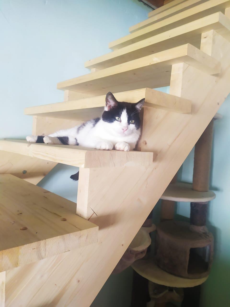 Лютик