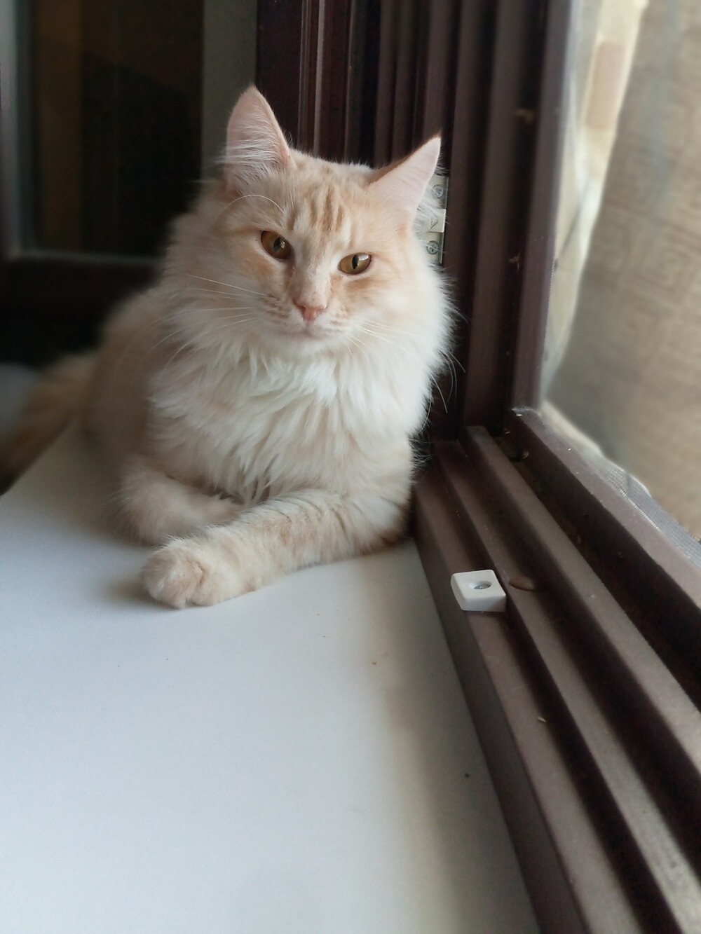 Зевс