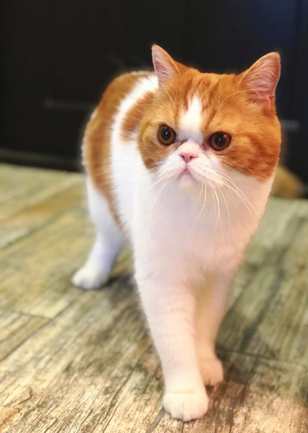 Кекс