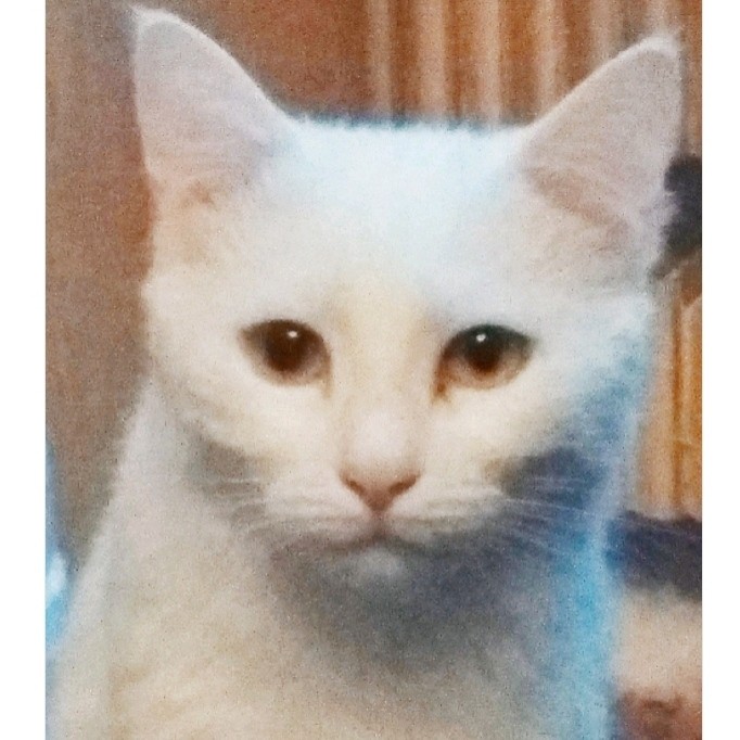 Бланка