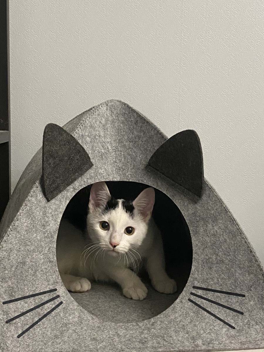 Клякса