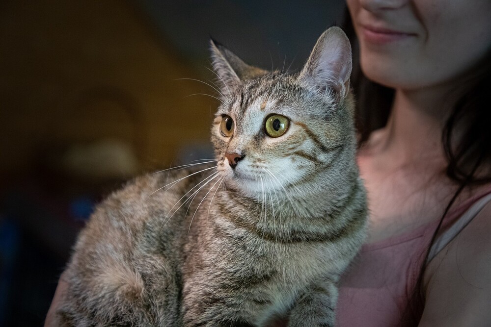 Лиза