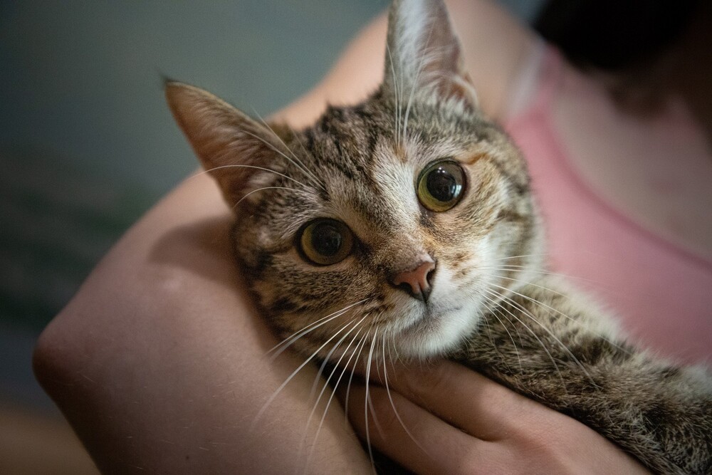 Лиза